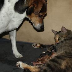 Huskat Mille og hendes killinger