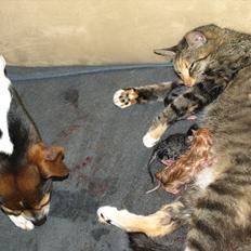 Huskat Mille og hendes killinger