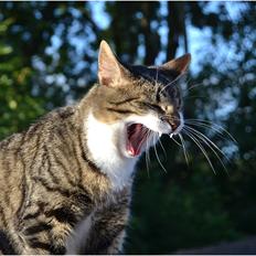 Huskat ARTHUR (kongen)