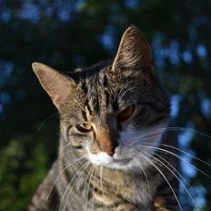 Huskat ARTHUR (kongen)