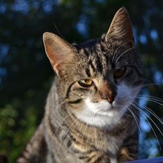 Huskat ARTHUR (kongen)