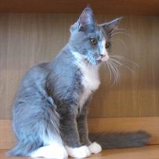 Maine Coon Bluesmaine D´Blue Nanok for Krammedyret