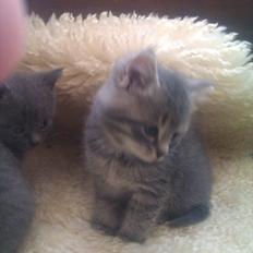 Blanding af racer Gurli