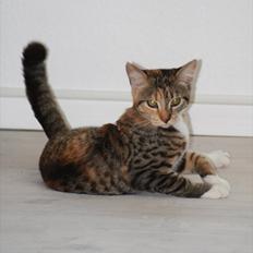 Blanding af racer Tøsen