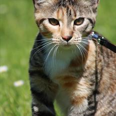 Blanding af racer Tøsen