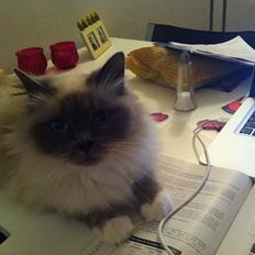 Hellig Birma Primadonna