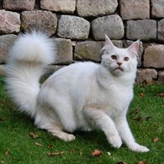 Maine Coon Tickle Me