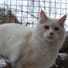 Maine Coon Tickle Me