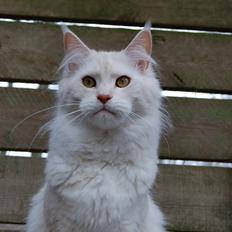 Maine Coon Tickle Me