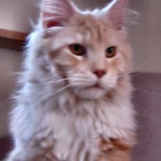 Maine Coon FireBoy