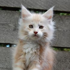 Maine Coon FireBoy