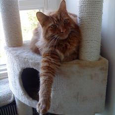 Maine Coon Joe the Bandit (Bandit)