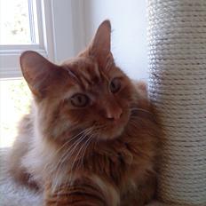 Maine Coon Joe the Bandit (Bandit)