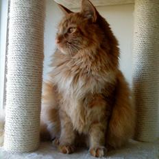 Maine Coon Joe the Bandit (Bandit)
