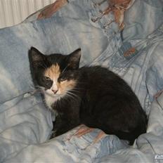 Huskat Gucci solgt & savnet :(