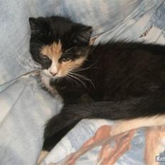 Huskat Gucci solgt & savnet :(