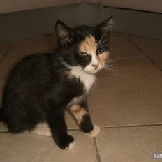 Huskat Gucci solgt & savnet :(