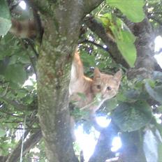 Blanding af racer tiffi