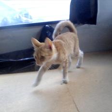 Blanding af racer tiffi