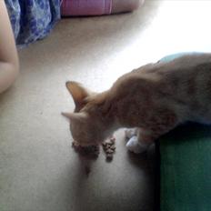 Blanding af racer tiffi