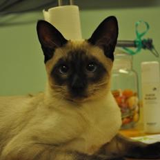 Thai Alexander van Ribut e Pasir