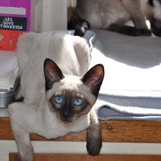 Thai Alexander van Ribut e Pasir