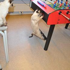 Thai Alexander van Ribut e Pasir