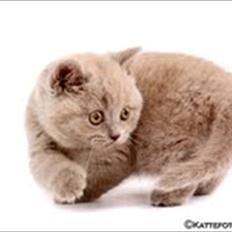 British Shorthair Lady Xiera´s Purple Rain   "Ludvig"