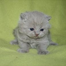 British Shorthair Lady Xiera´s Purple Rain   "Ludvig"