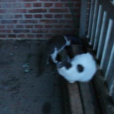 Huskat Bella nutella