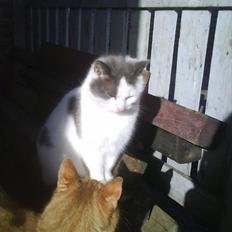 Huskat Bella nutella