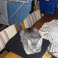 Blanding af racer Pumba R.I.P