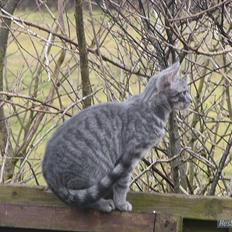 Blanding af racer Pumba R.I.P