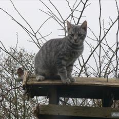 Blanding af racer Pumba R.I.P