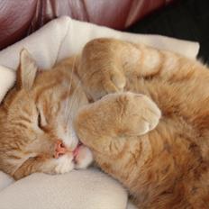 Huskat Simba <3 Sov sødt mindreng<3