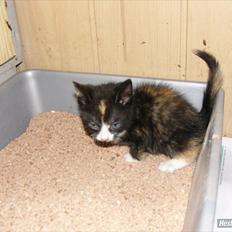 Huskat Litel Handy mis(Min)