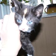 Huskat Litel Handy mis(Min)