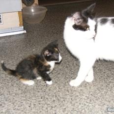 Huskat Skibber R.I.P Mandag 3 oktober 2011 "fundet død"