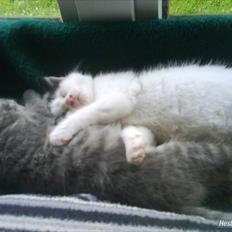 Huskat Skibber R.I.P Mandag 3 oktober 2011 "fundet død"