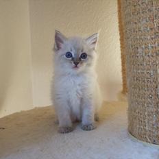 Ragdoll DK Vandoll Incredible Iris