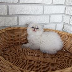Ragdoll DK Vandoll Incredible Iris