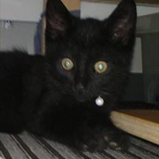 Blanding af racer Kody