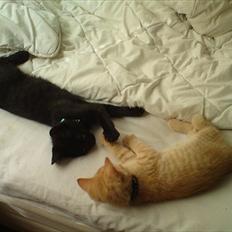 Blanding af racer Kody