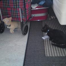 Blanding af racer Kody