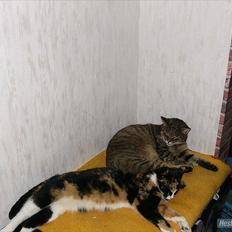 Huskat Gismo R.I.P 29 AGUST 2011