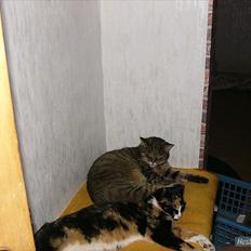 Huskat Gismo R.I.P 29 AGUST 2011