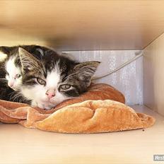 Norsk Skovkat Pumba D. 1