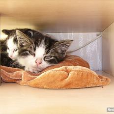 Norsk Skovkat Pumba D. 1