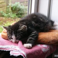 Norsk Skovkat Pumba D. 1