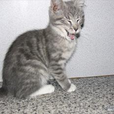 Blanding af racer Skiderik